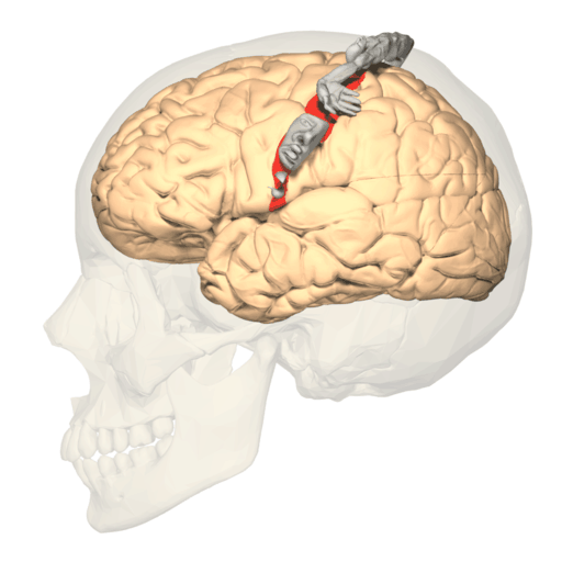 Maps In The Brain Mental Construction How different is your homunculus from your partner's? mental construction
