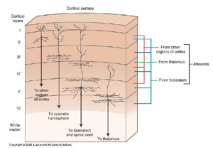 Six Neuron Layers in Cortex