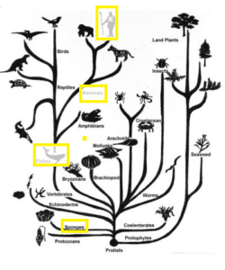 Figure 13.1 Tree of Life with 2 branches (fish and mammals) and leaf (human) outlined in yellow