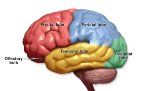 The cortex of the brain is usefully considered to be divided into four lobes