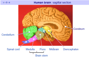 Human brain, side view