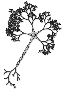 A highly idealized trunk and branch neuron structure