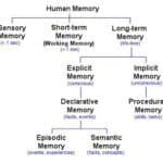 Memory Types. Sensory, Short-term, Long-term. More in text