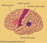 Left brain, language areas with connecting neural bundle. Motor cortex shown to orient view