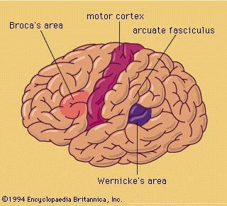 Left brain, language areas with connecting neural bundle. Motor cortex shown to orient view