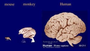 Mouse monkey human brain
