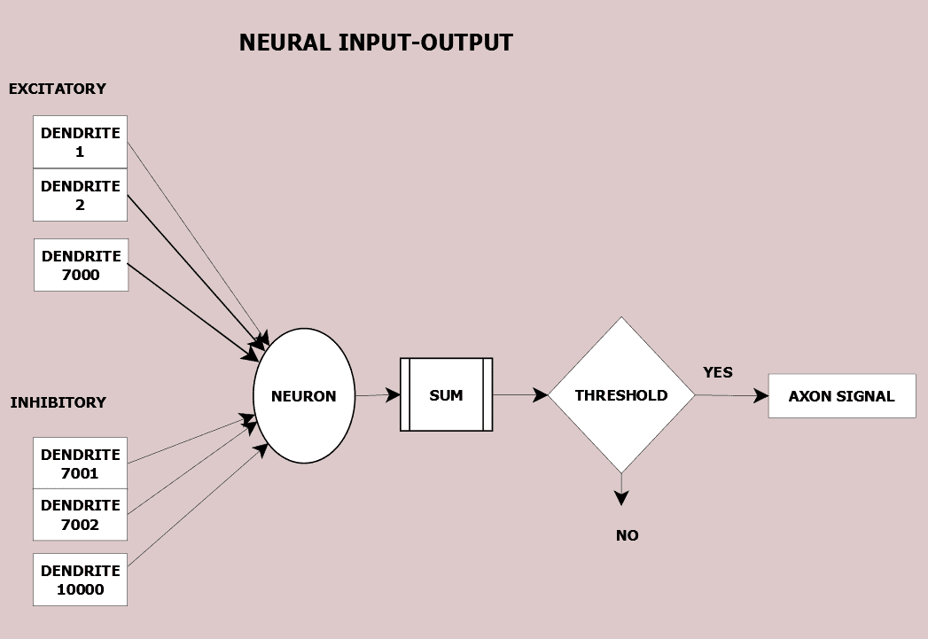 Inputs to neuron must exceed the threshold for it to send its signal