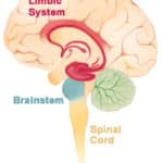 Figure 13.2 Limbic system between old brainstem and new cortex