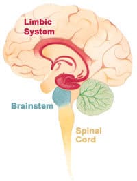 Old brain Brainstem; Middle Limbic; New Cortex