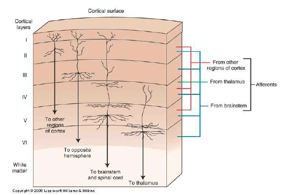 Figure 10.4 Six Neuron Layers in Cortex