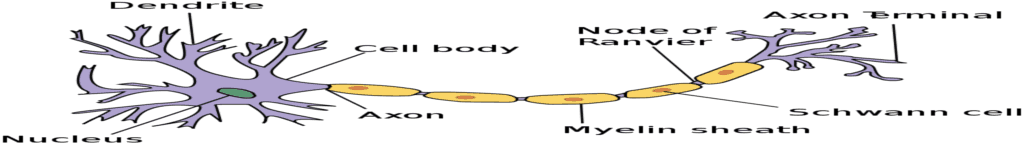 Long thin neuron,