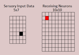 Figure 10.2 One sensory input is received. One winning neuron has its threshold reached