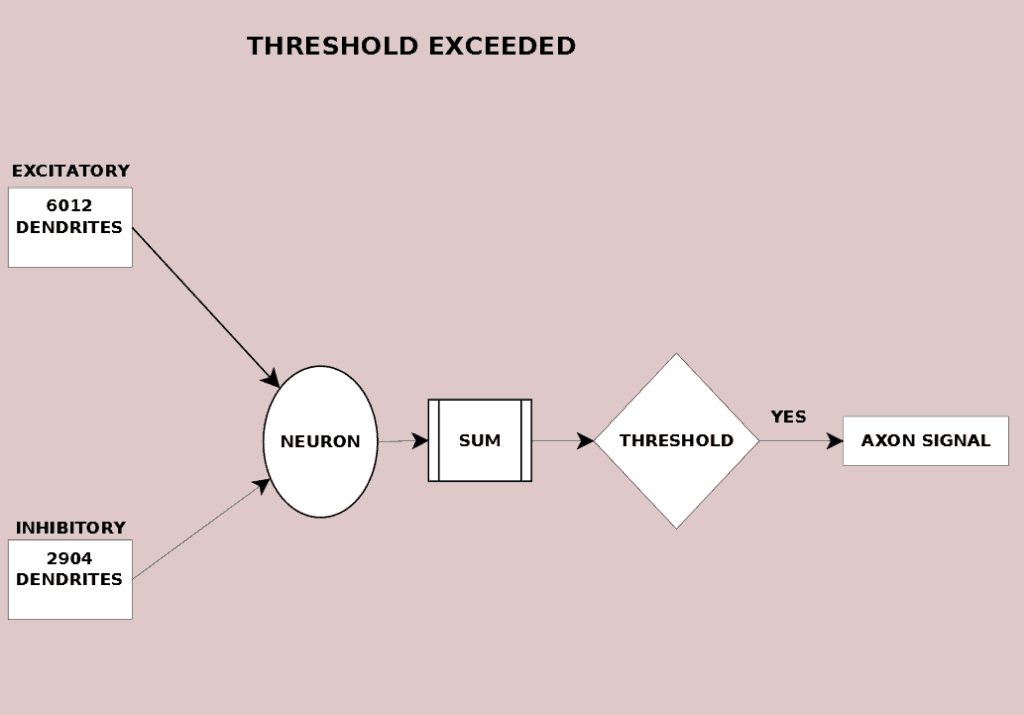 The combination of 6012 excitatory dendrites and 2904 inhibitory dendrites result in the triggering of the neuron's axon potential.