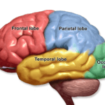 Each lobe of the brain receives a different sense's data 