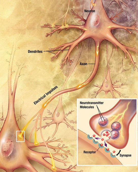 Figure 7.4 Synaptic gap, where an axon terminal and a different neuron's dendrite communicate