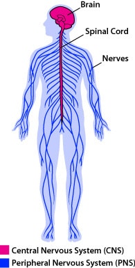 Figure 6.2 The human nervous system delivering information and directing responses. Outline drawing of the three components of the human nervous system. The brain, the spinal cord, and the peripheral nerves brain
