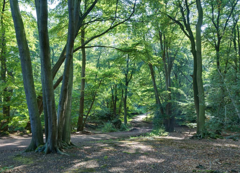 Forest edge with trunks, branches, and leaves vieing with each other ,