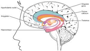 A group of subcortical structures, involved with emotion and motivation