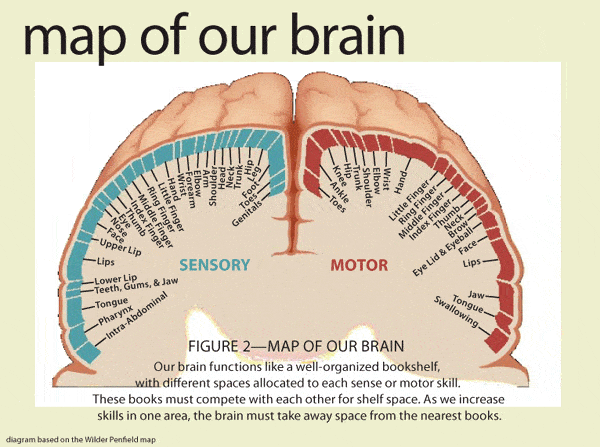 Penfield's cortical homunculus is the mapping of our body within our brain.