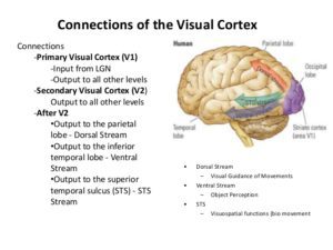 Occipital lobe - three pathways